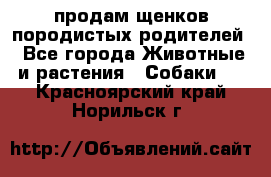 продам щенков породистых родителей - Все города Животные и растения » Собаки   . Красноярский край,Норильск г.